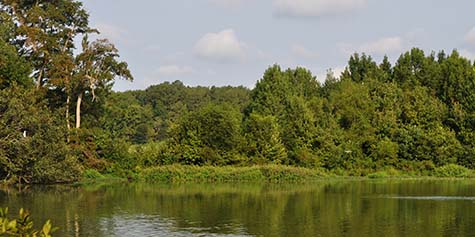 Chipmans Pond
