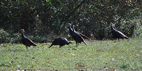 Wild Sussex County Turkeys