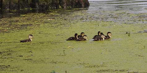 Thumbnail image for New Wood Duck Chicks