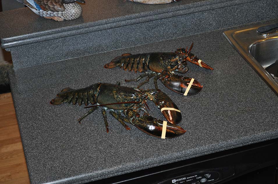 Unlucky Lobsters