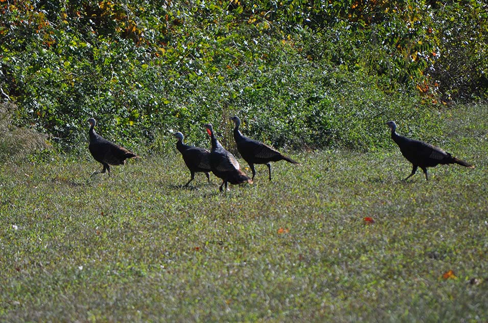 Wild Turkeys Out For a Morning Walk